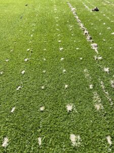 Aeration holes on putting green after completed